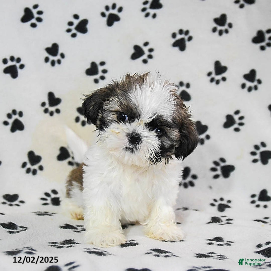 Shih Tzu dogs for sale: Pepper - Ad 3