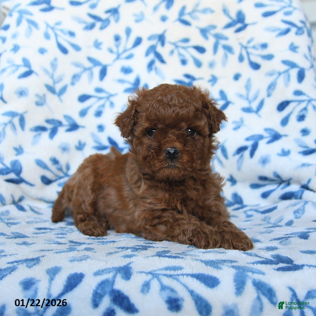 Cavapoo dogs for sale: Callie - Ad 4