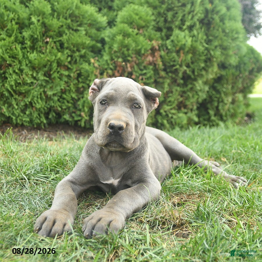 Cane Corso dogs Leo  - Ad 1