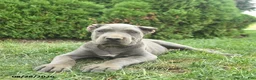 Cane Corso dogs for sale: Leo  - Ad 1