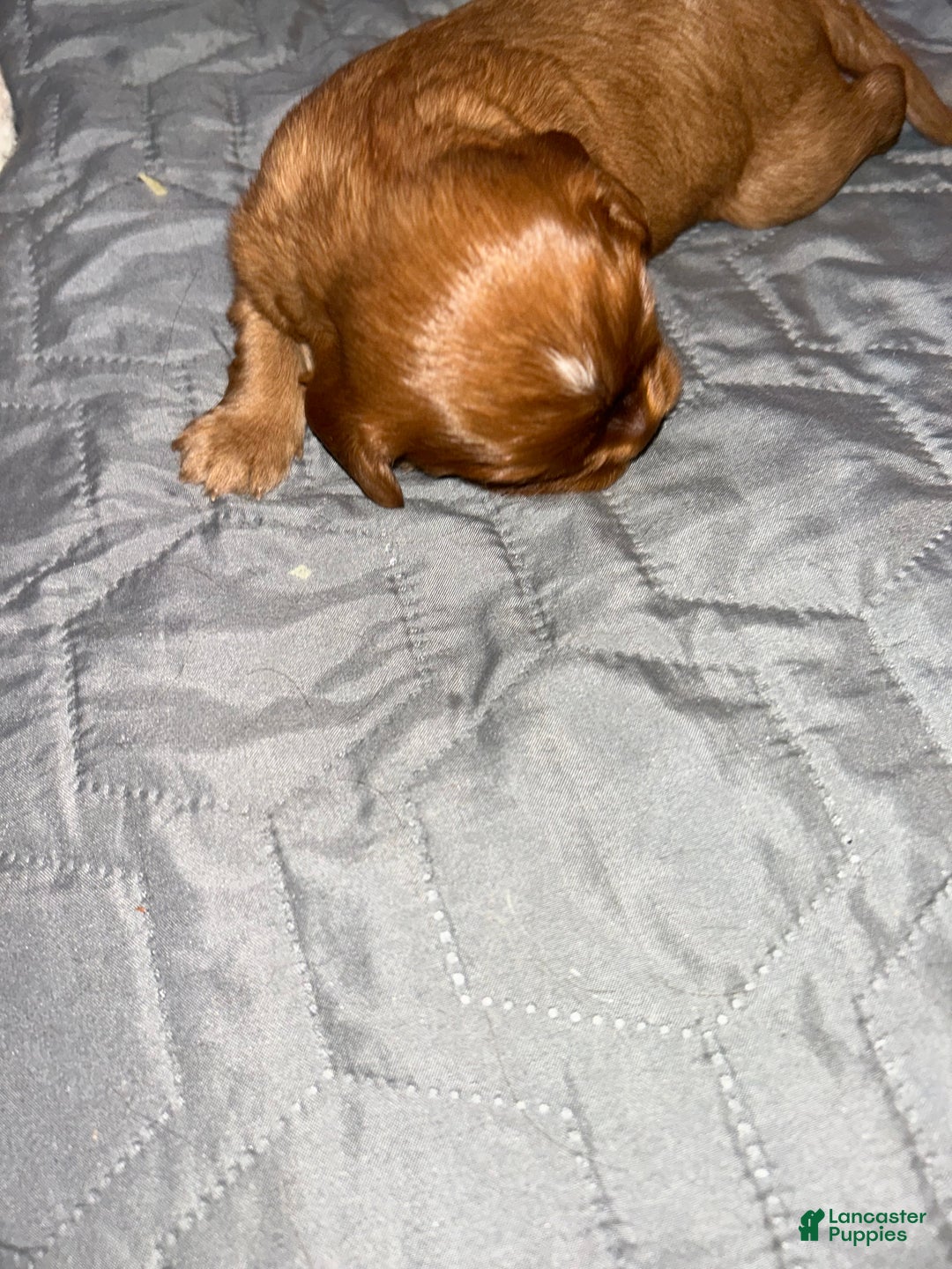 Cavalier King Charles Spaniel dogs for sale: Aries - Ad 4
