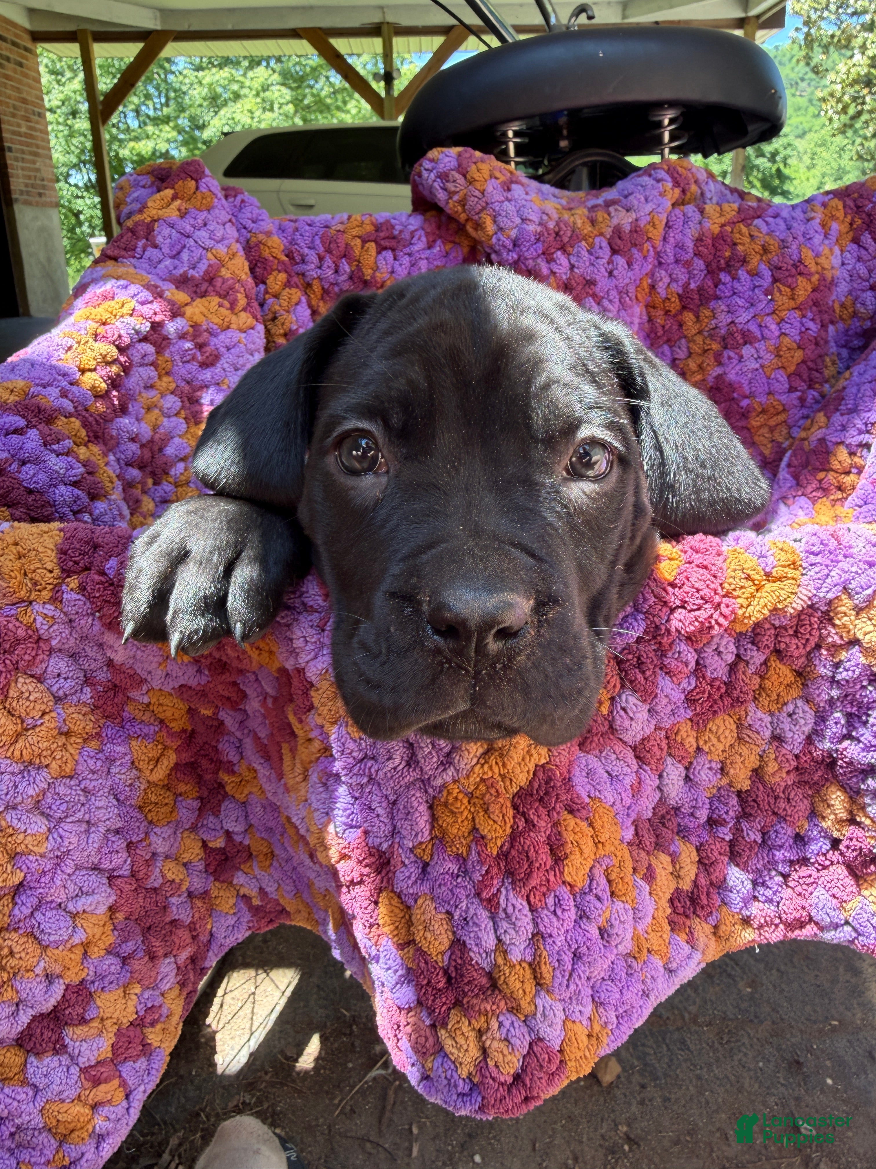 Cane Corso dogs Cane Corso Puppy Beige - Ad 29