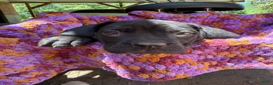 Cane Corso Puppy Beige