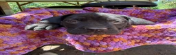 Cane Corso dogs for sale: Cane Corso Puppy Beige - Ad 1