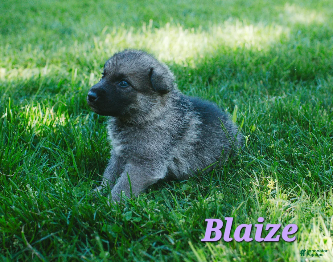 Mixed Breed dogs for sale: Blaize - Ad 2