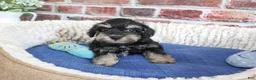 Miniature Schnauzer dogs for sale: Jonah - Ad 10