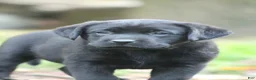 Labrador Retriever dogs for sale: kayley - Ad 3