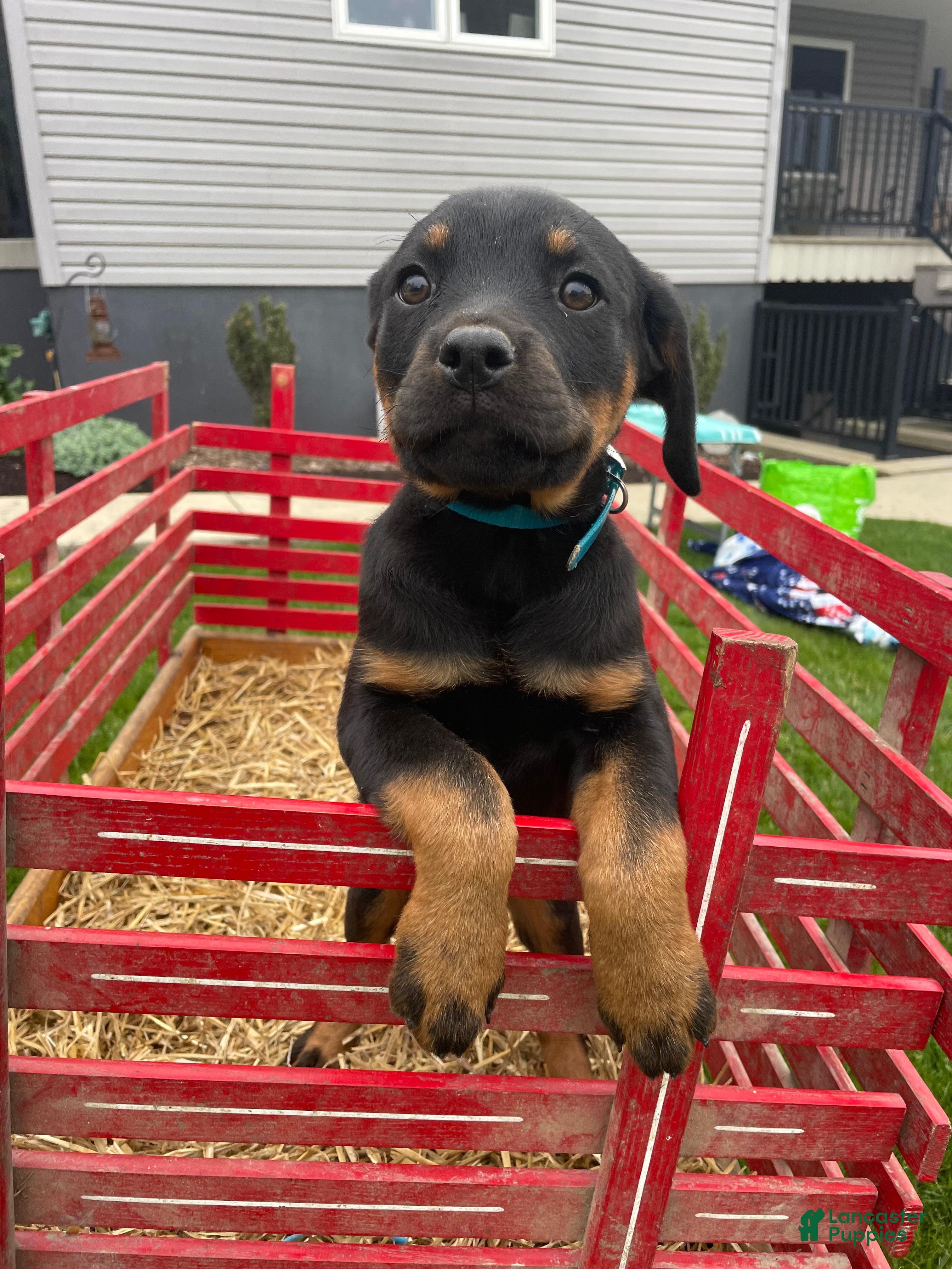 Rottweiler dogs Jasmine - Ad 22