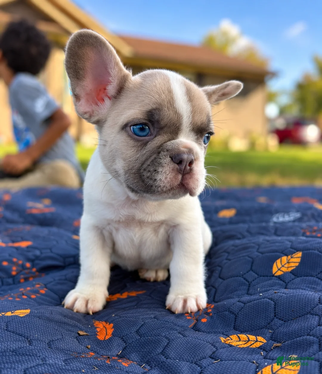 French Bulldog dogs for sale: Micah - Ad 1