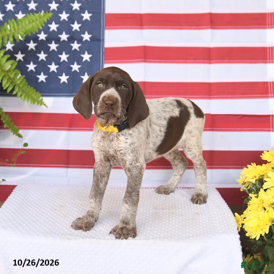 German Shorthaired Pointer dogs for sale: Taylor - Ad 2