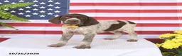 German Shorthaired Pointer dogs for sale: Taylor - Ad 2