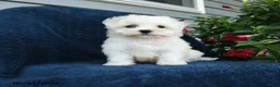 Maltese dogs for sale: Lilac - Ad 5