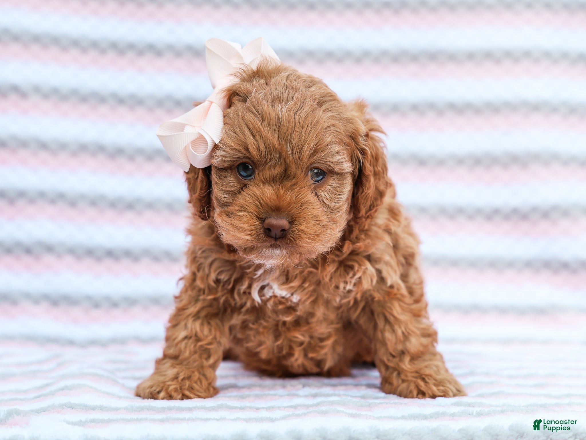 Cavapoo dogs Betty - Ad 1