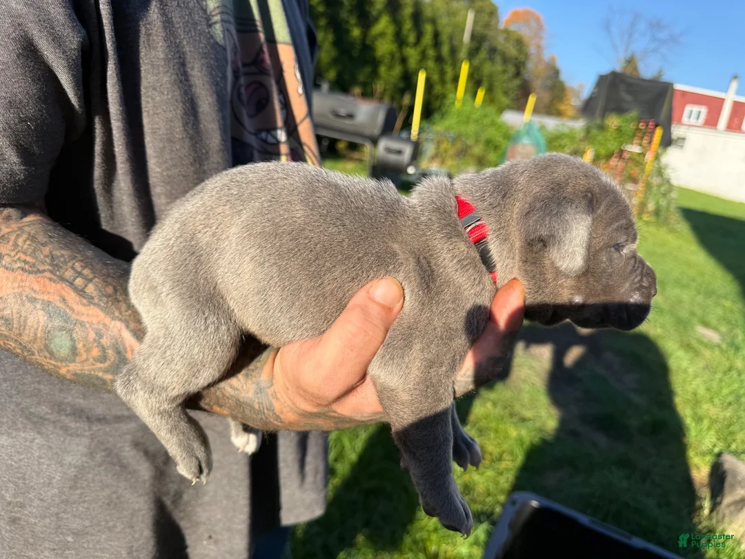 Cane Corso dogs for sale: Leo - Ad 2