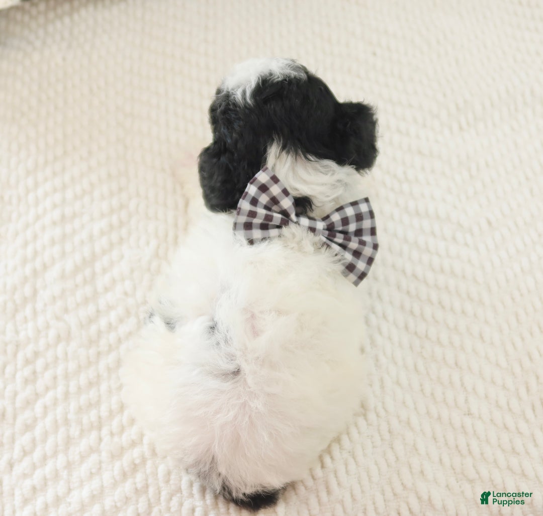 Toy Poodle dogs for sale: Comet - Ad 5