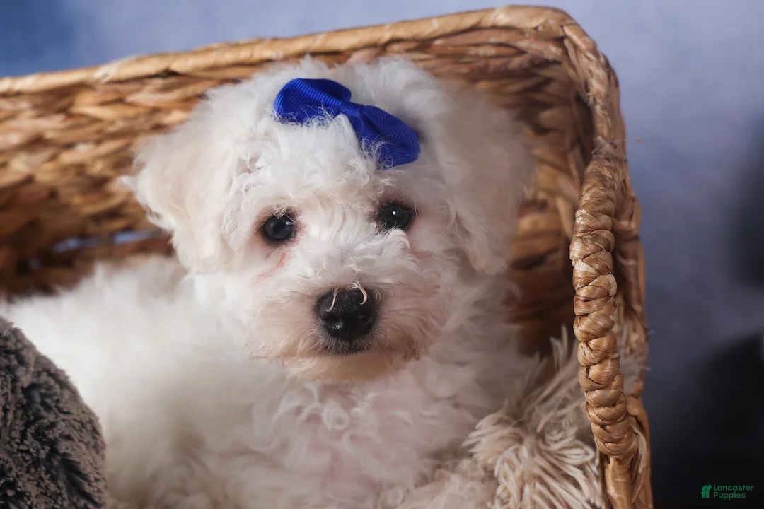 Bichon Frise dogs for sale: Dakota - Ad 18