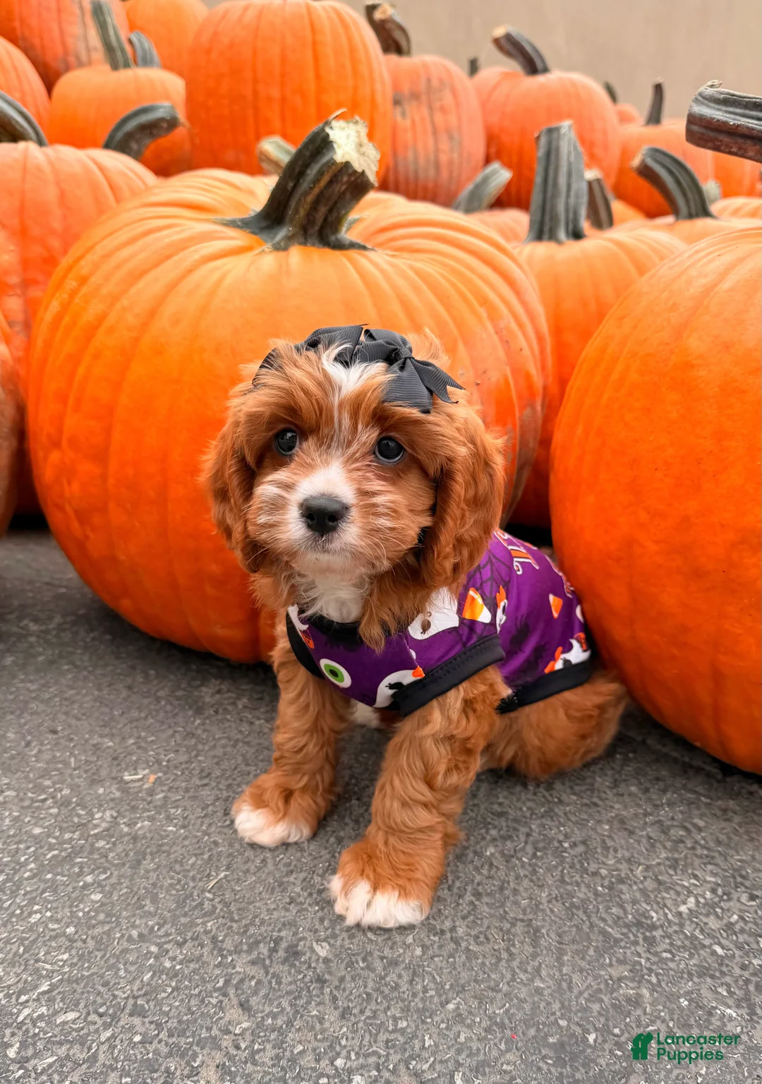 Cavapoo dogs for sale: Gorgeous Gal - Ad 2