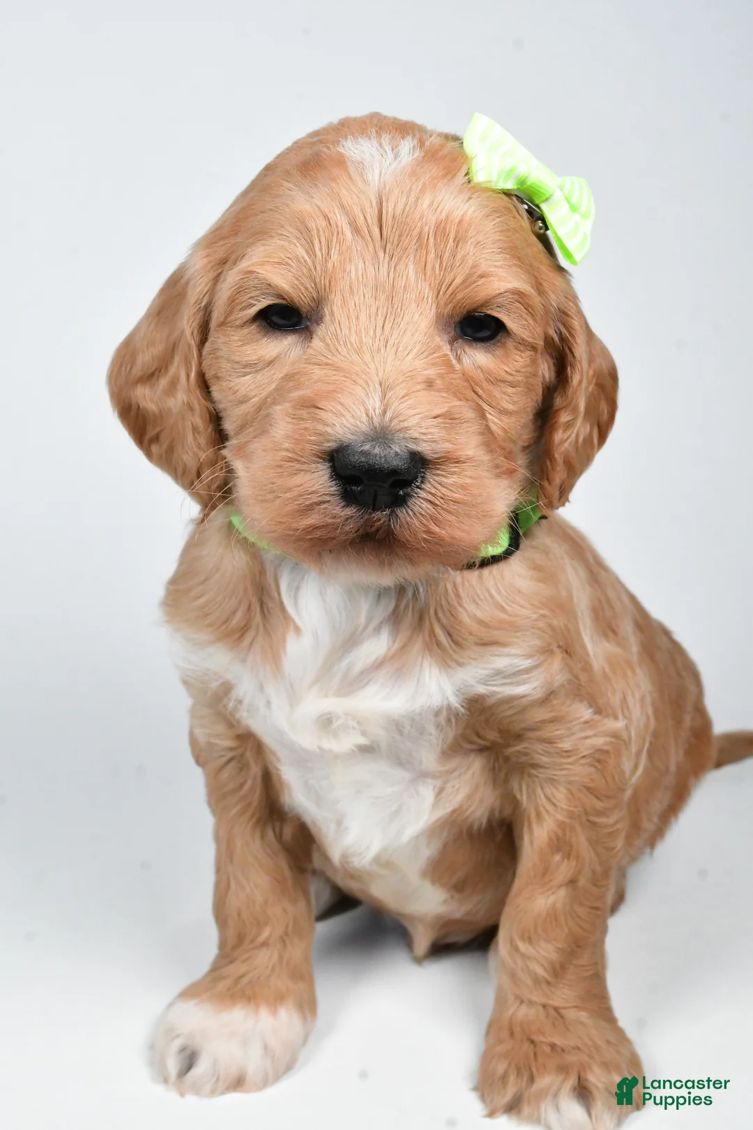 Standard Poodle dogs for sale: Freddy - Ad 3