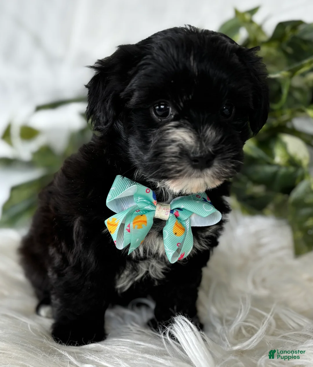 Morkie dogs for sale: Prince  - Ad 7