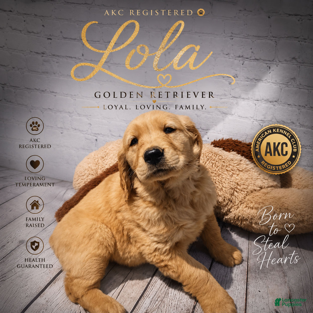 Golden Retriever dogs Lola - Ad 1