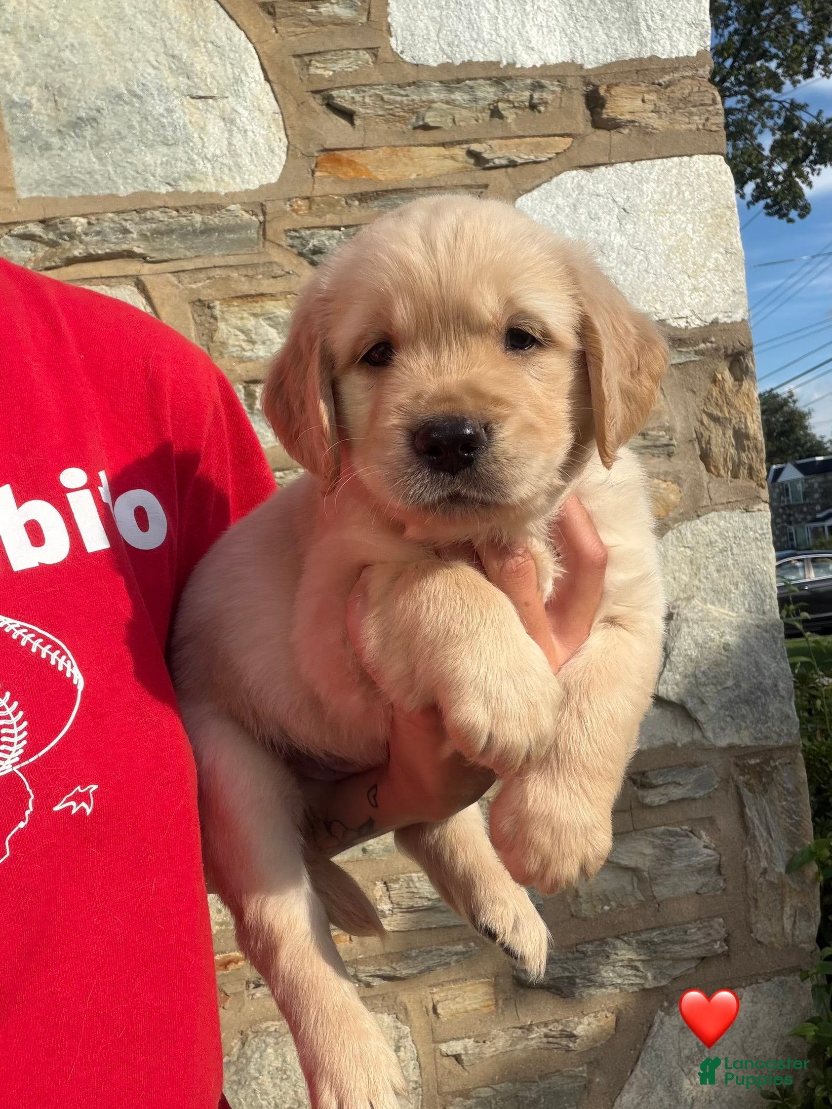 Golden Retriever dogs Buzz - Ad 12