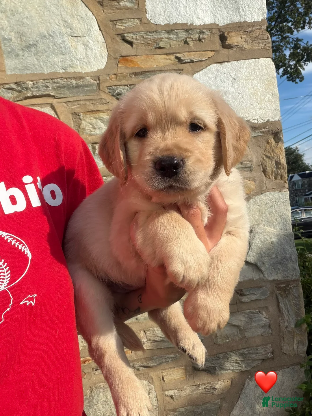 Golden Retriever dogs for sale: Buzz - Ad 1