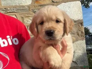 Golden Retriever dogs Buzz - Ad 12