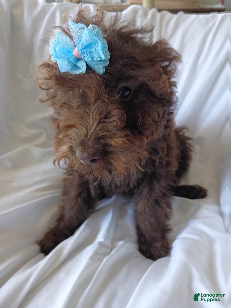 Labradoodle dogs Jolly - Ad 1