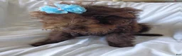 Labradoodle dogs for sale: Jolly - Ad 1