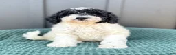 Mini Goldendoodle dogs for sale: SAILOR - Ad 4