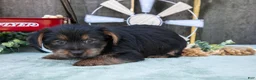 Yorkshire Terrier dogs for sale: Colt - Ad 6