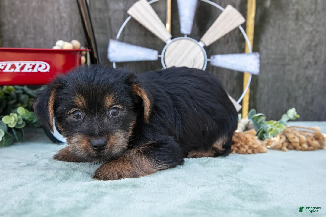 Yorkshire Terrier dogs for sale: Colt - Ad 6
