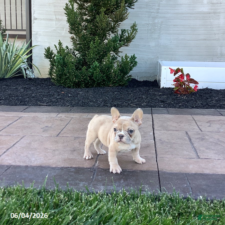 French Bulldog dogs Allie - Ad 2