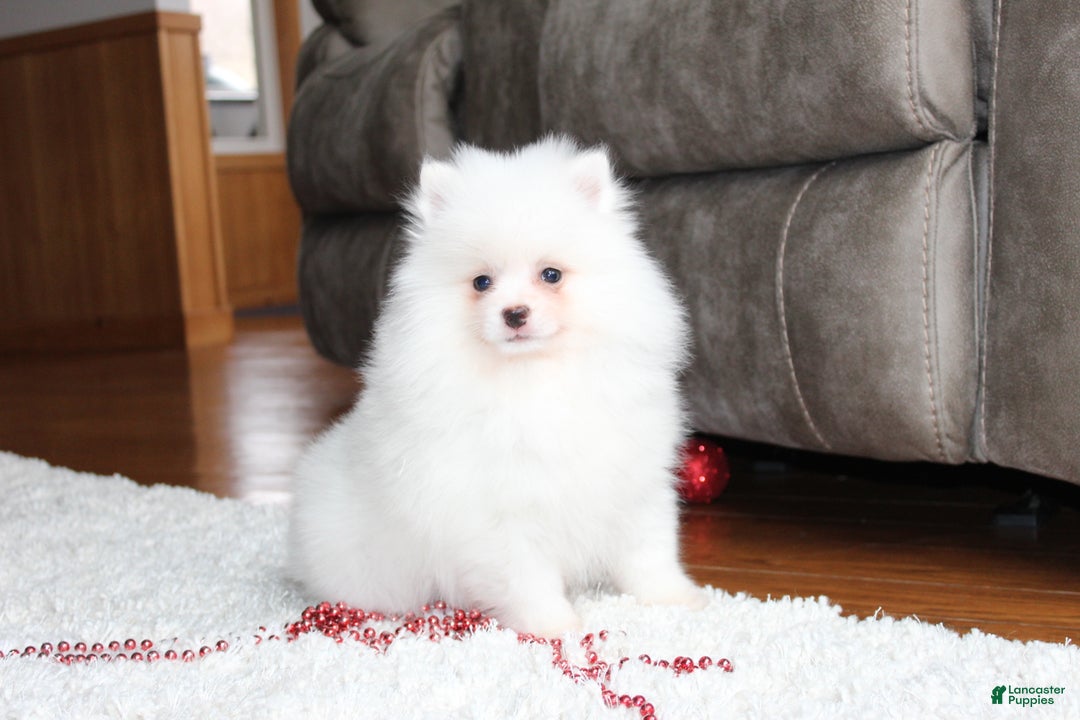 Pomeranian dogs for sale: Emerson - Ad 6