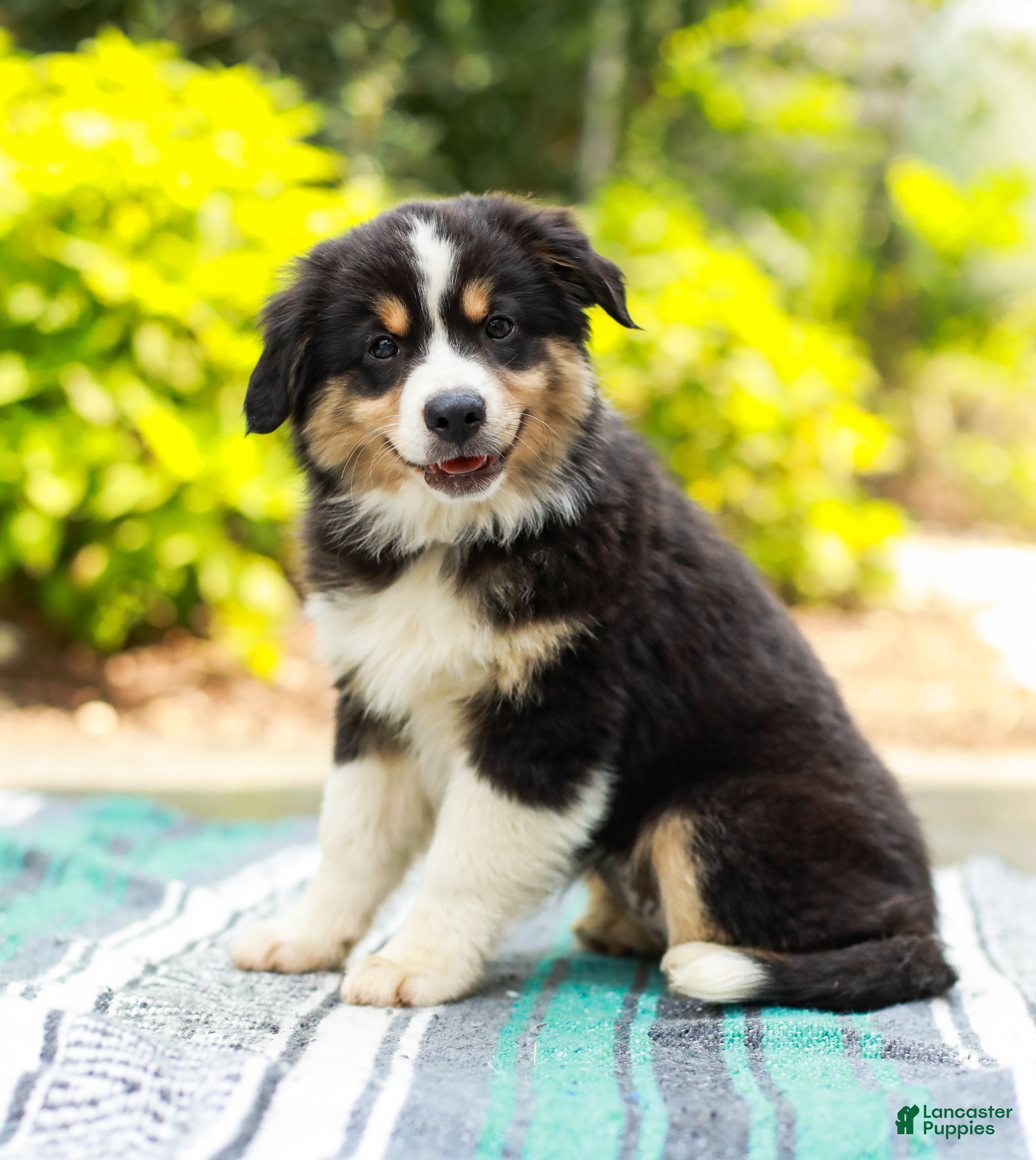 Miniature Australian Shepherd dogs Fern - Ad 2