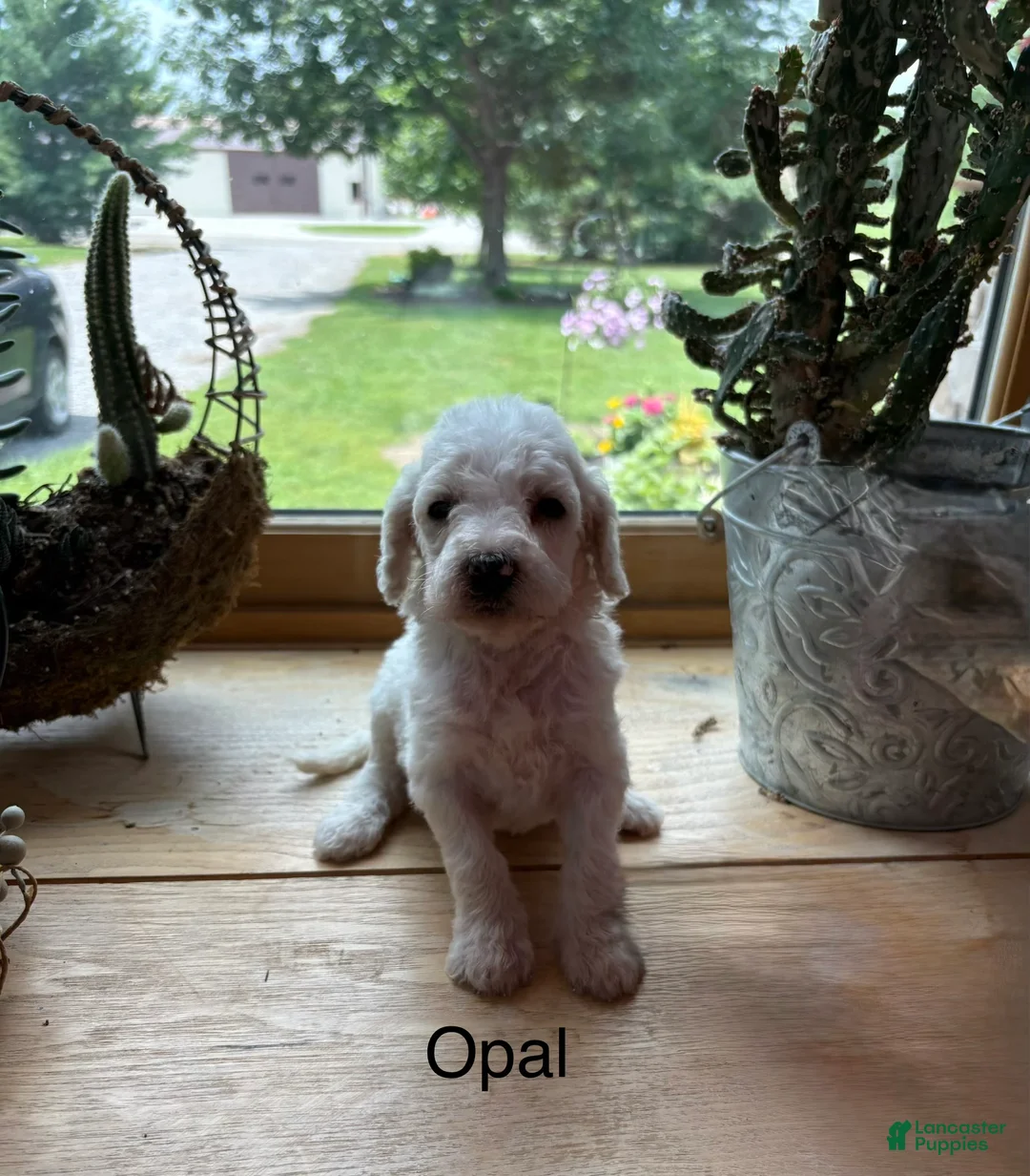 Standard Poodle dogs for sale: Opal - Ad 2
