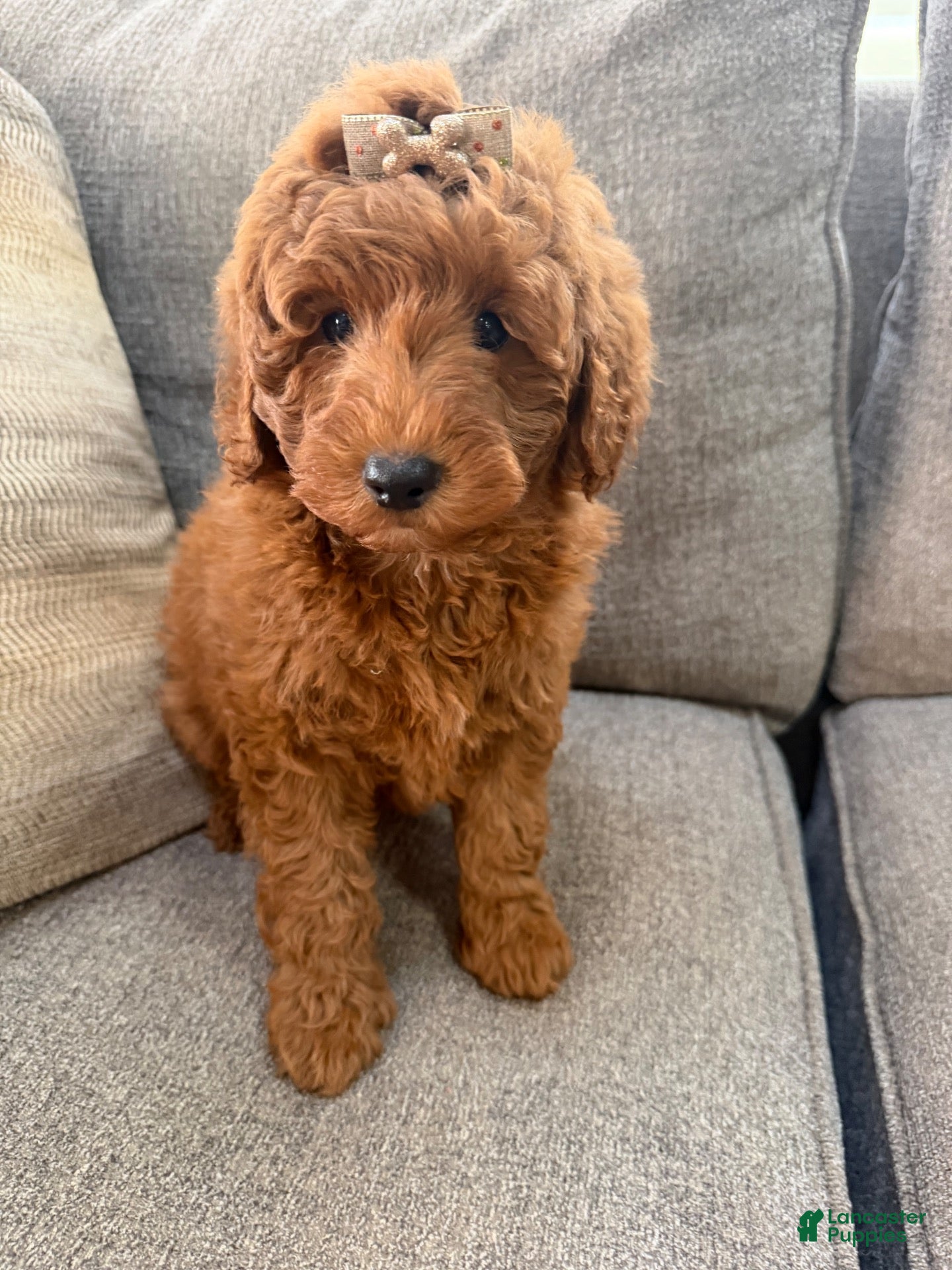 Mini Goldendoodle dogs for sale: Mini Goldendoodle 1 - Ad 1