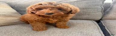 Mini Goldendoodle 1