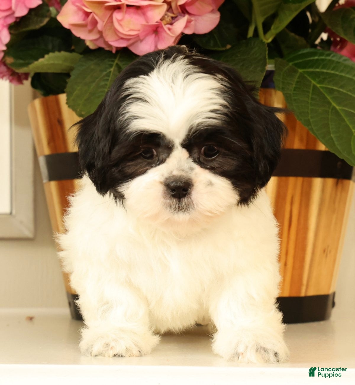 Malshi dogs for sale: Maggie - Ad 3