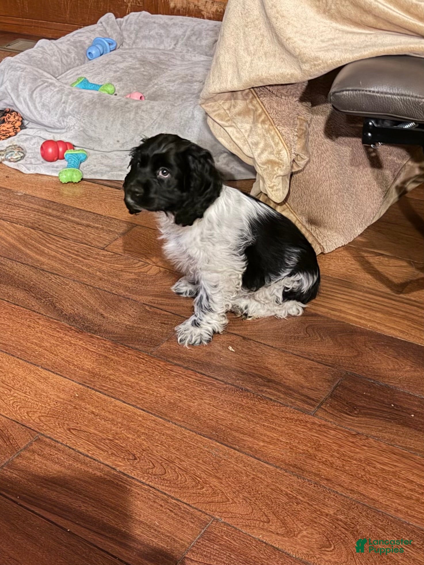 Cocker Spaniel dogs Black Jack - Ad 1