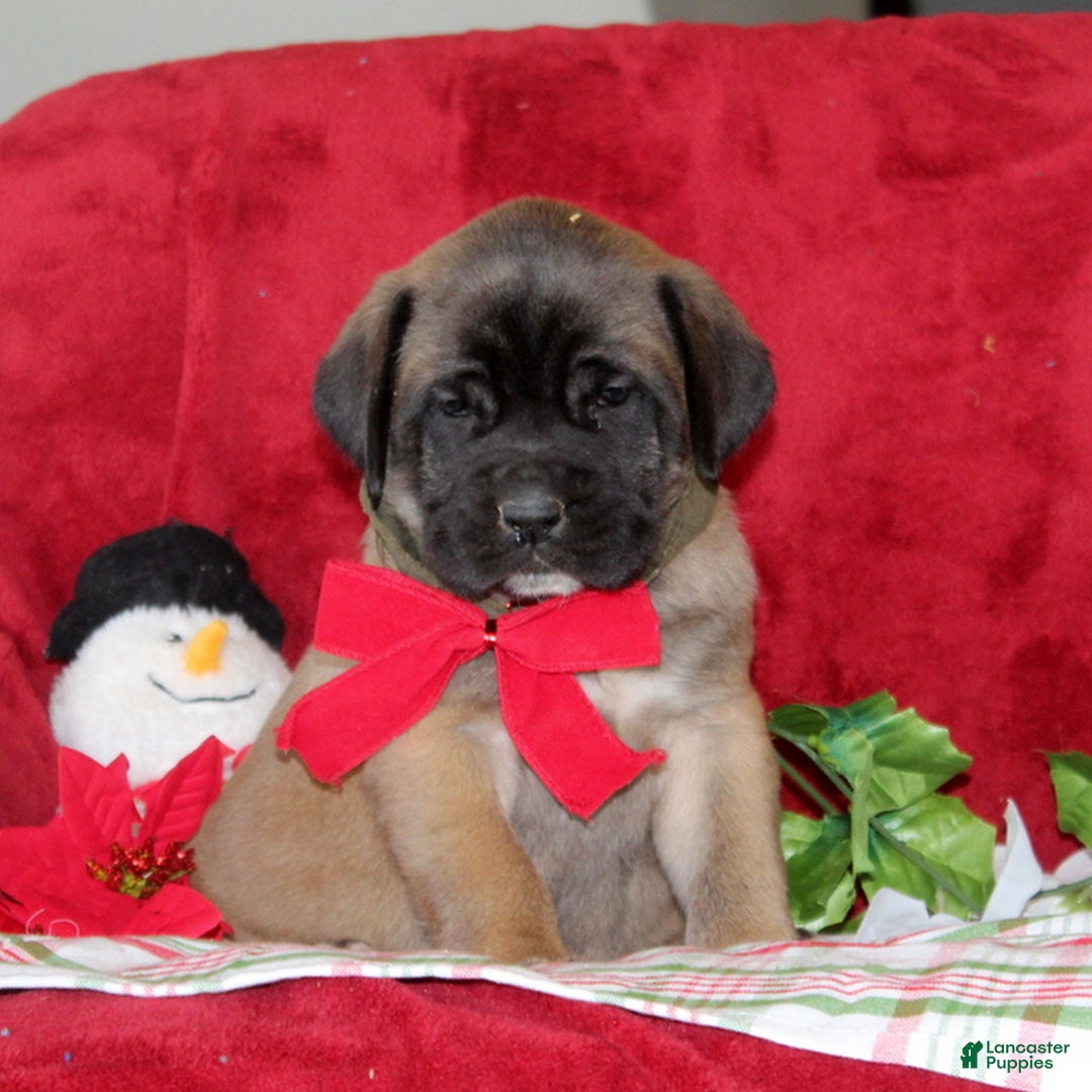 English Mastiff dogs for sale: Tasha  - Ad 2