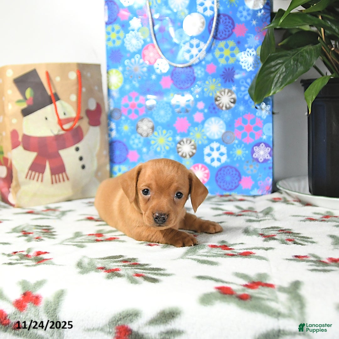 Miniature Dachshund dogs for sale: Tommy - Ad 4