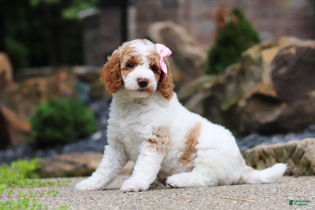 Standard Poodle dogs for sale: Blossom - Ad 18