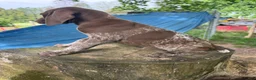 German Shorthaired Pointer dogs for sale: George - Ad 2