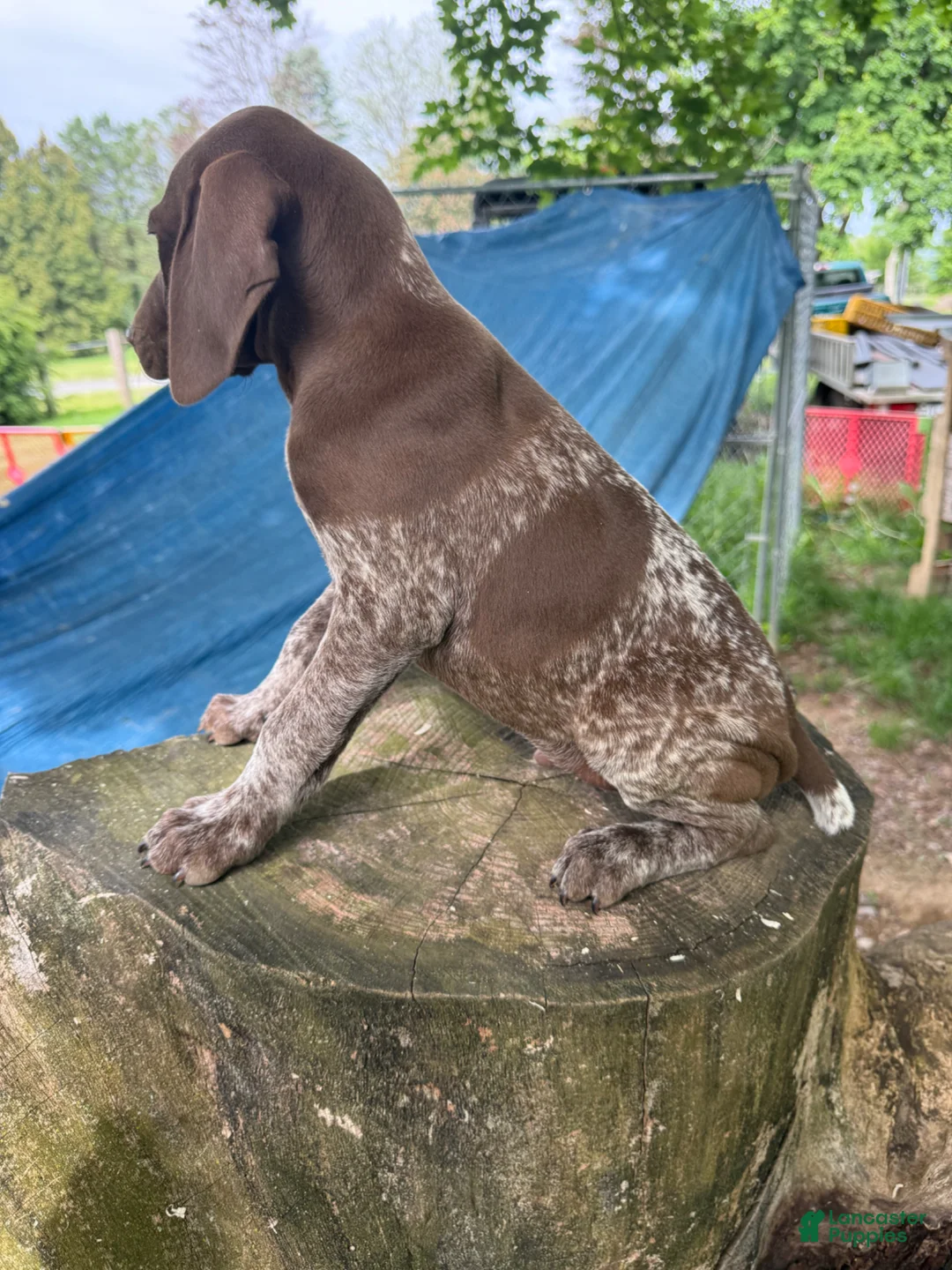 German Shorthaired Pointer dogs for sale: George - Ad 2