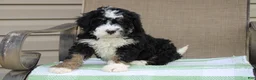 Mini Bernedoodle dogs for sale: Parker - Ad 30