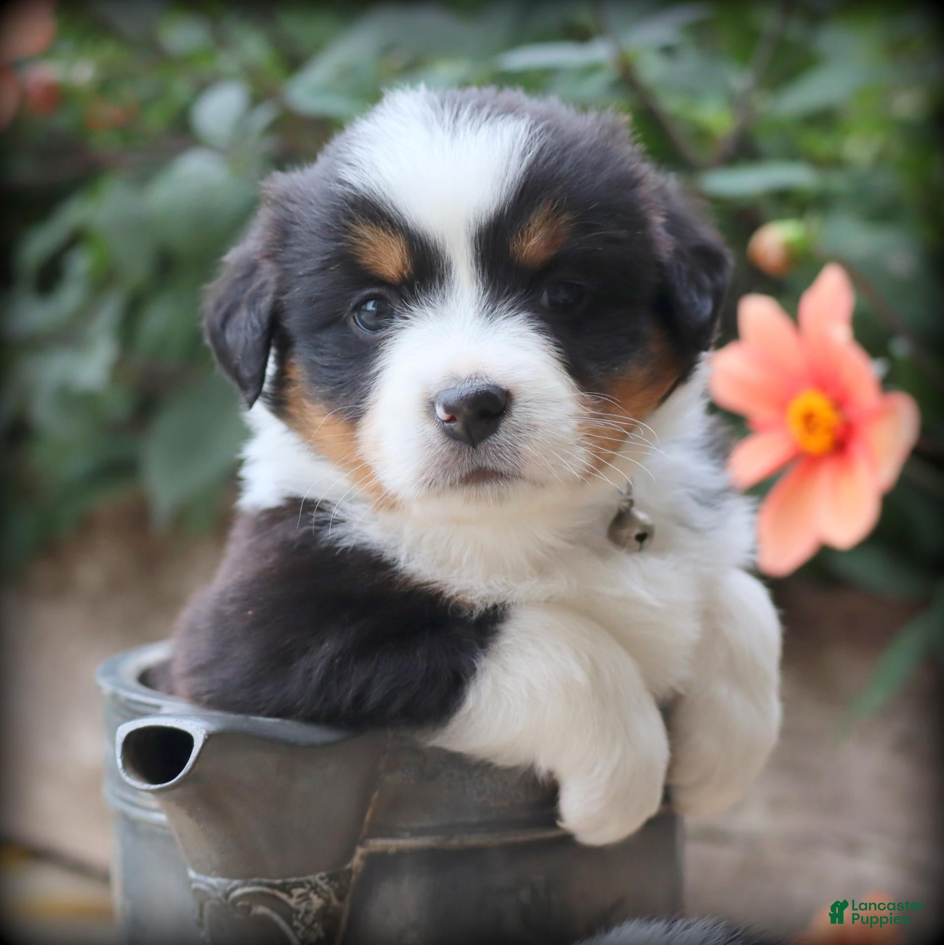 Miniature Australian Shepherd dogs Bass - Ad 1