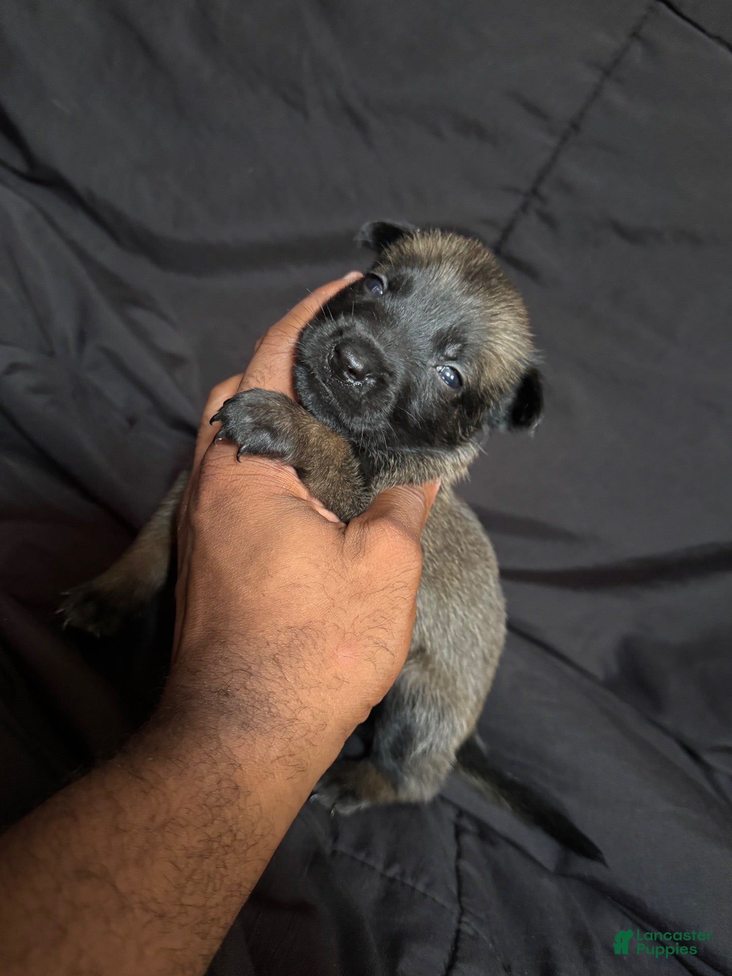Belgian Malinois dogs Belgian Malinois 2 - Ad 28