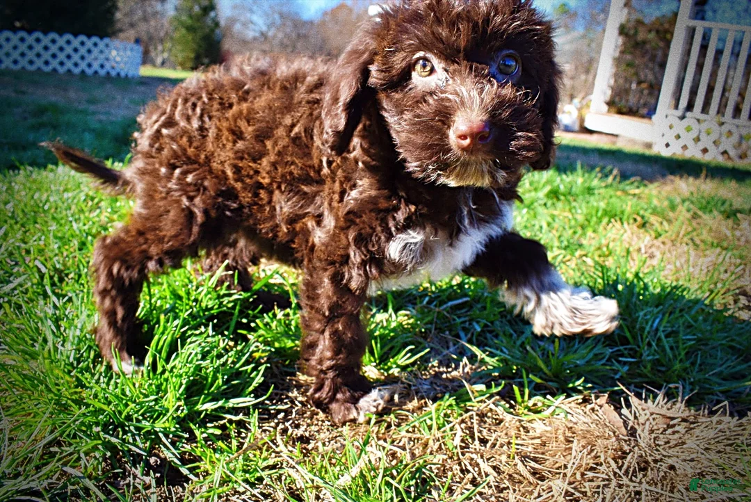 Havapoo dogs for sale: Sunny - Ad 21