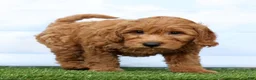 Mini Goldendoodle dogs for sale: Flower - Ad 3